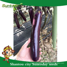 Suntoday Eggfruit roxo Brinjai Beringela Long híbrido vegetal F1 Imagem de berinjela Sementeira orgânica (23001)